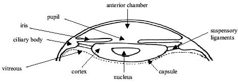 eye structure diagram