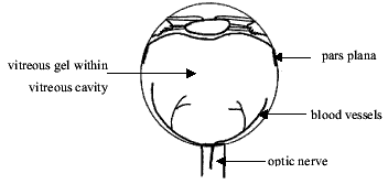 eye structure diagram