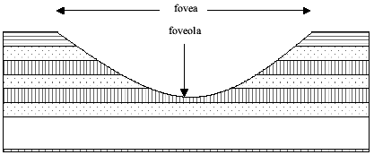 fovea diagram
