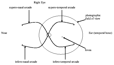 central retinal artery diagram