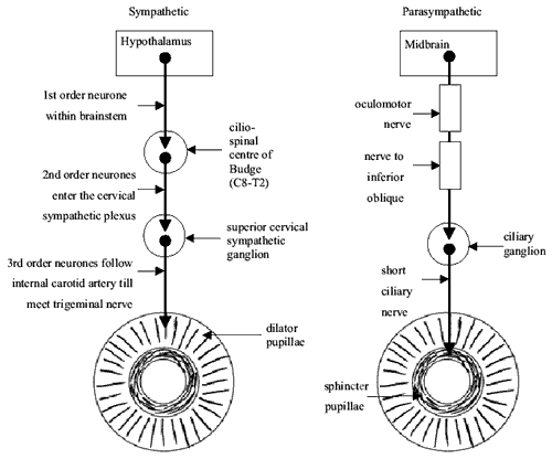 PUPILLARY DILATION diagram