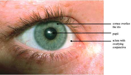 External Appearance photo