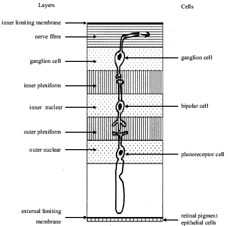 neurosensory retina diagram