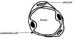 blood vessel diagram