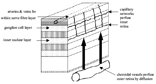 retinal blood supply diagram