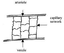 Intra-retinal microvascular anomalies diagram
