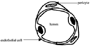 blood vessel diagram